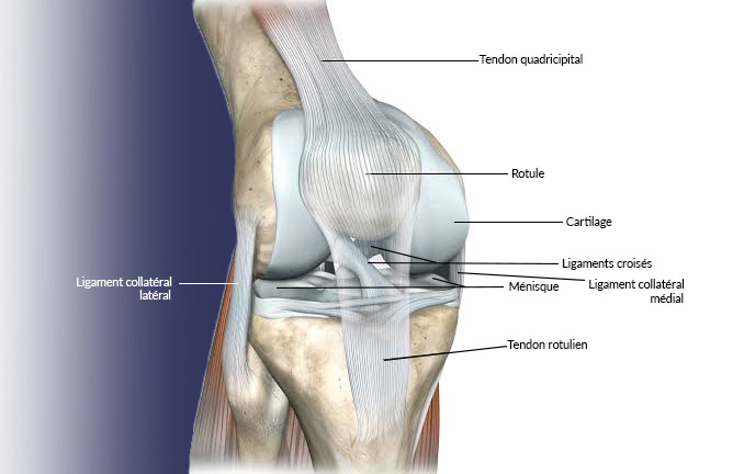 Knee Anatomy - Where most common injuries occurs