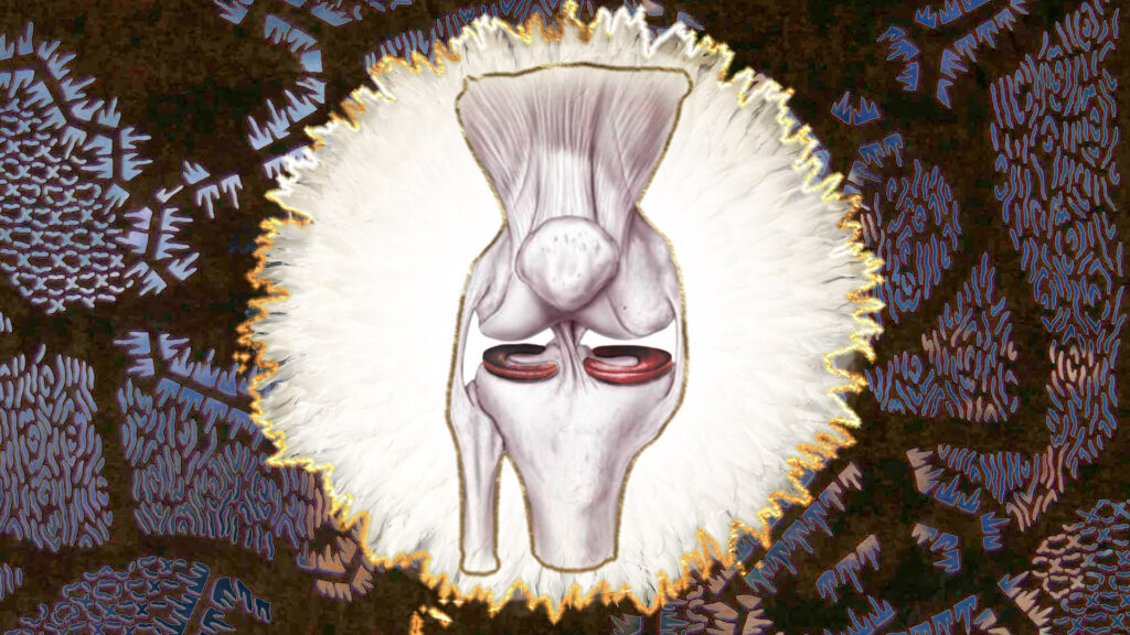 The Knee - A Masterpiece of Biomechanics